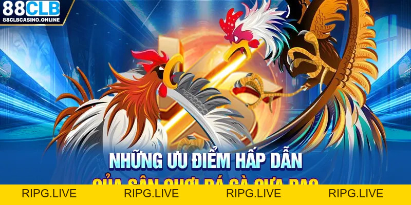 Sân Chơi Đá Gà Cựa Dao 88CLB Uy Tín Số 1 Châu Á - ripg